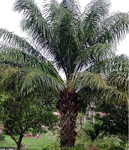 red palm oil tree epo pupa elaeis guineensis